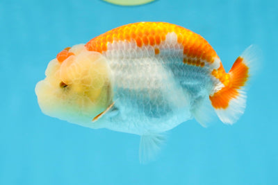 AAA Grade Young Red White LionQueen 4 inches #101025LC_05