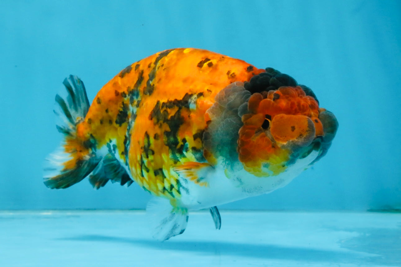 Tiger LionChu Female 5 inches #112825LC_14