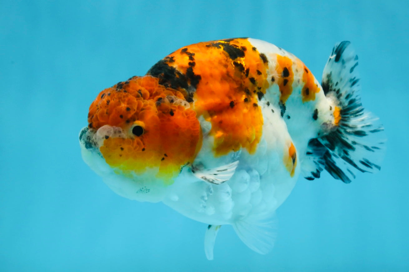 A Grade Calico LionKing 4.5-5 inches #052325LC_14