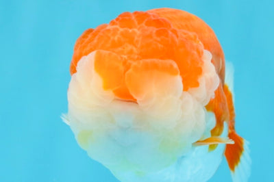 A Grade Red White LionQueen 4-4.5 inches #032726LC_14