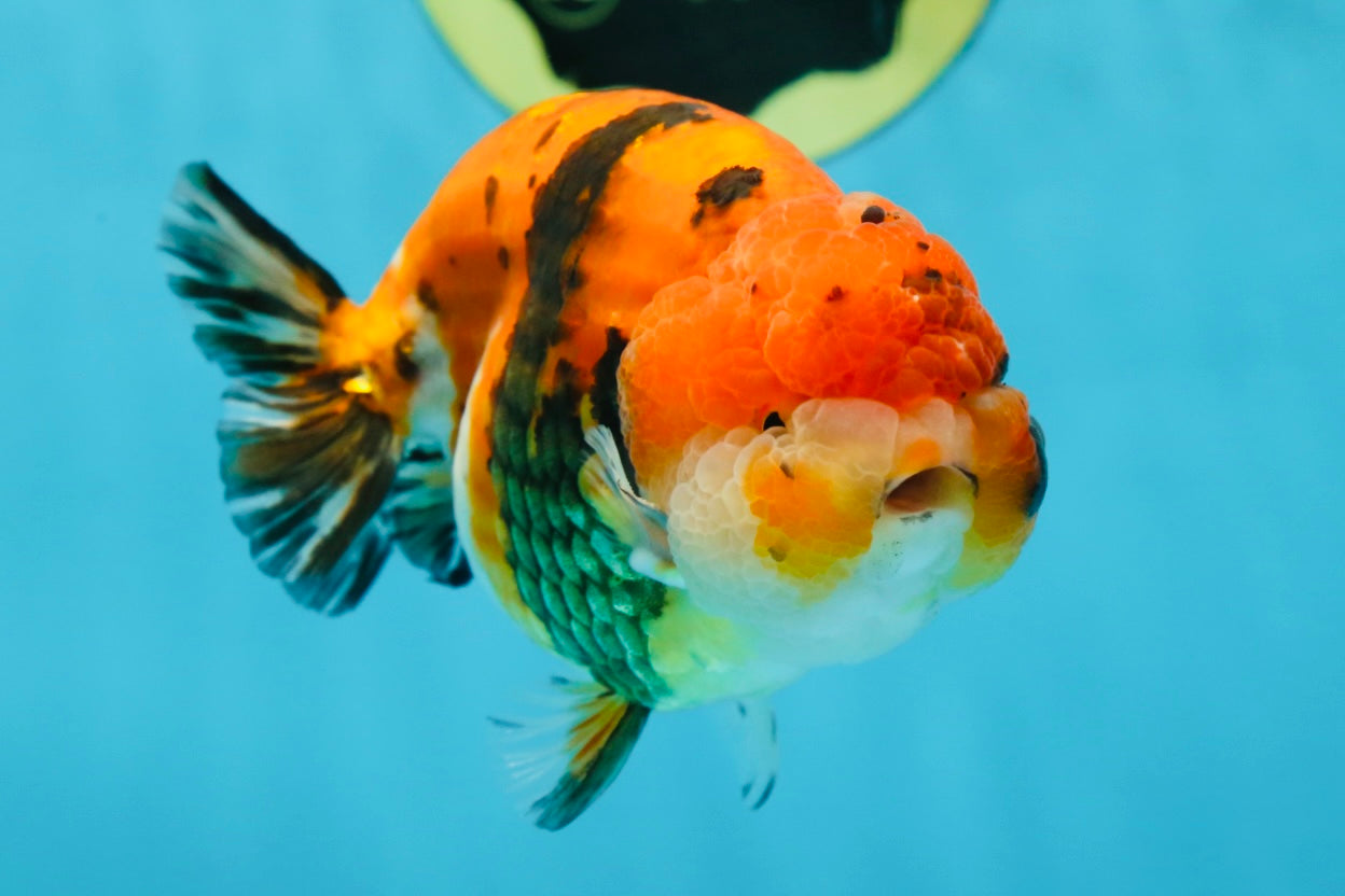 A Grade Tricolor Tiger LionKing 4.5 inches #052325LC_16