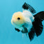 SPECIAL Panda Button Eyes Oranda Male 5 inches #041026OR_11
