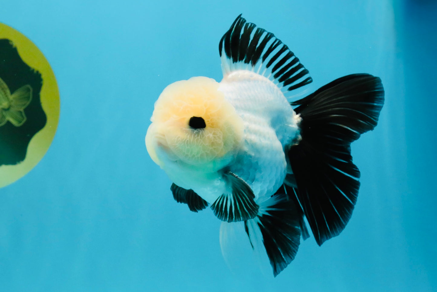 SPECIAL Panda Button Eyes Oranda Male 5 inches #041026OR_11