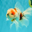UNIQUE Calico Oranda Male 5 inches #091826OR_07