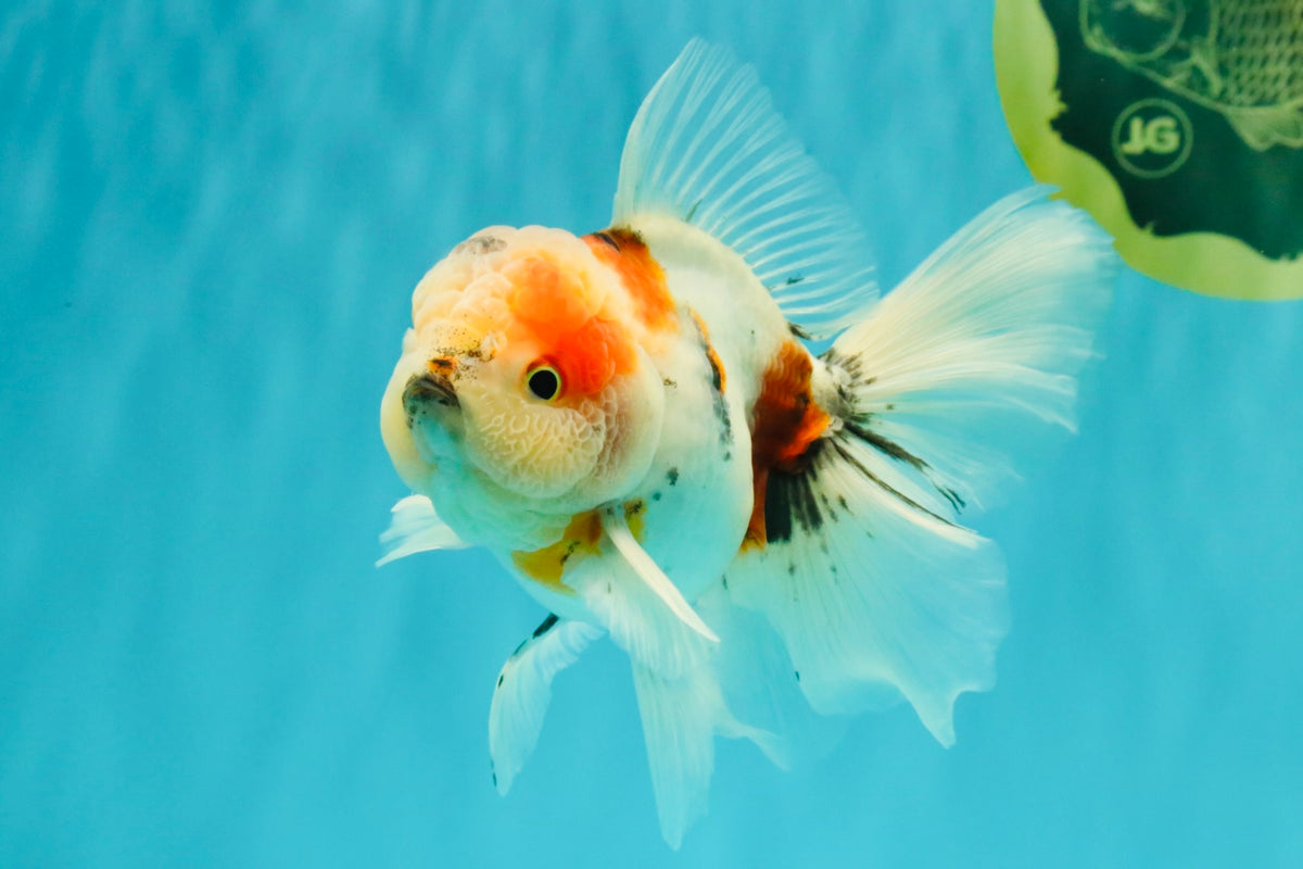 UNIQUE Calico Oranda Male 5 inches #091826OR_07