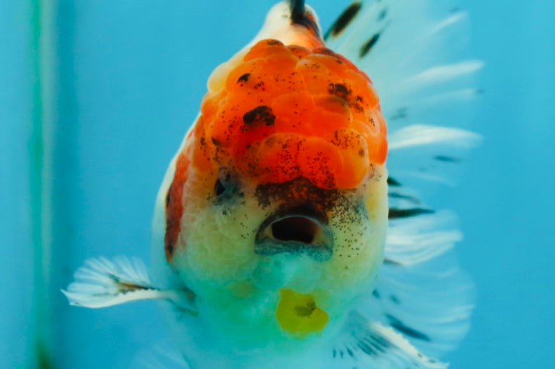 AAA Grade Godzilla Calico Sakura Button Eyes Oranda Male 5 inches #051625OR_17