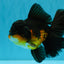 CHONKY A Grade Apache Oranda Male 5.5-6  inches #041026OR_13