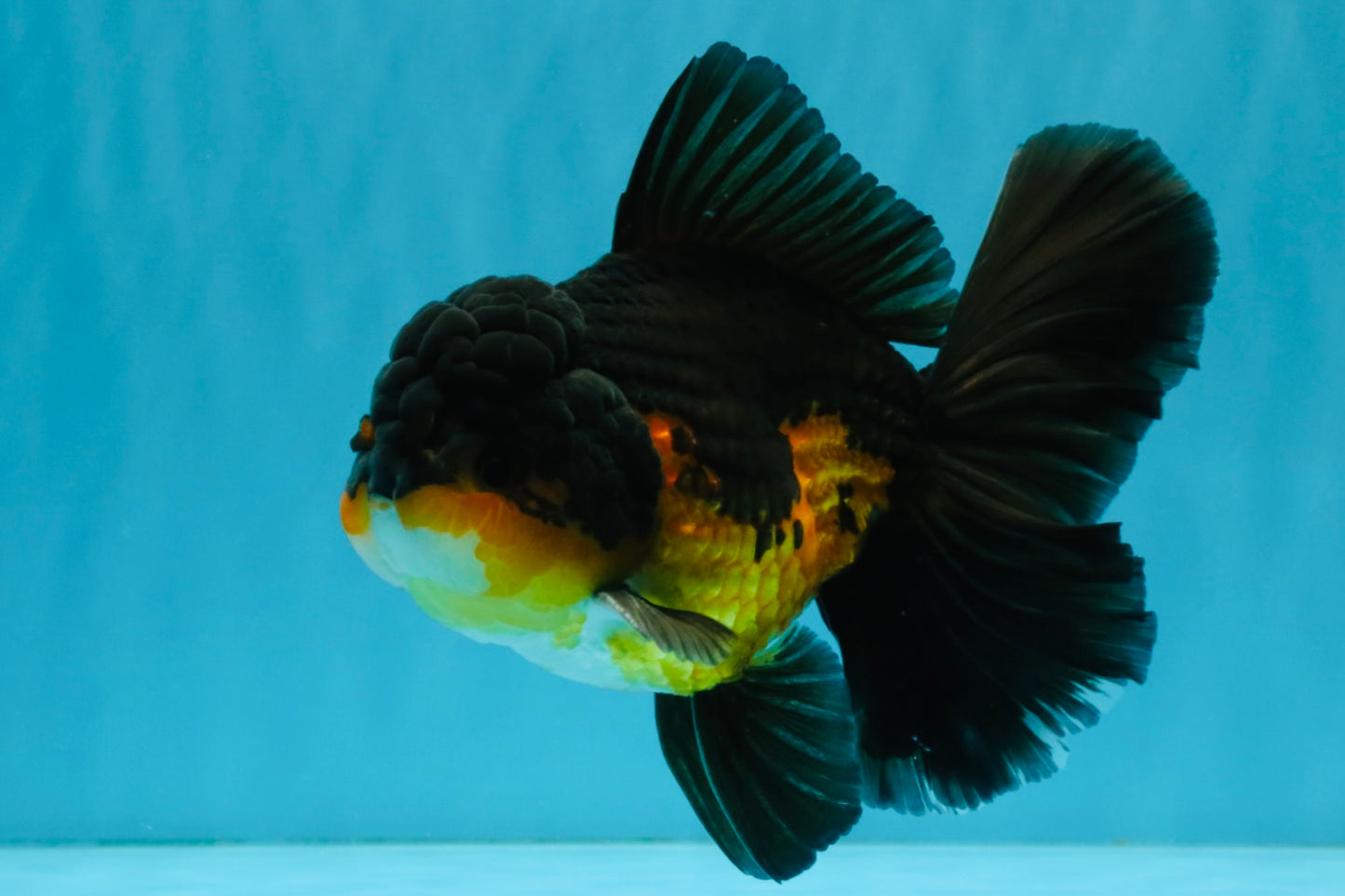 CHONKY A Grade Apache Oranda Male 5.5-6  inches #041026OR_13