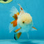 A Grade Orange White Oranda Male 5 inches #060625OR_16