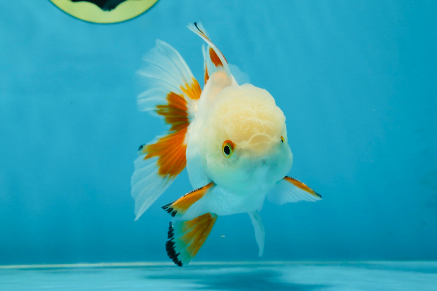 A Grade Orange White Oranda Male 5 inches #060625OR_16