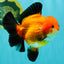 AAA Grade Apache Oranda Female 5.5-6 inches #071026OR_25