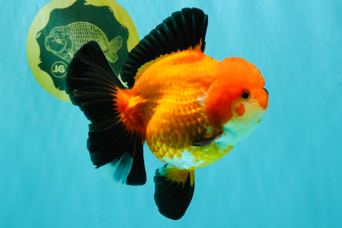 AAA Grade Apache Oranda Female 5.5-6 inches #071026OR_25