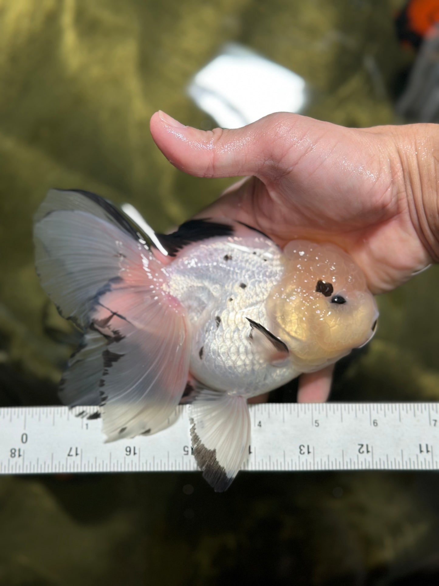 AAA Grade Panda Button Eyes Oranda Female 6 inches #120624OR_09