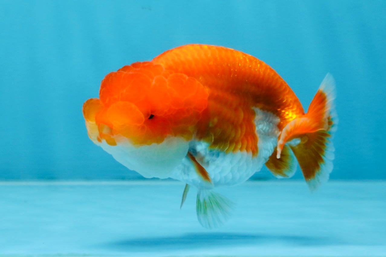 AAA Grade Red White LionQueen 4 inches #103125LC_22