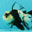 A Grade Fluffy Head Panda Oranda Male 5 inches #110824OR_13