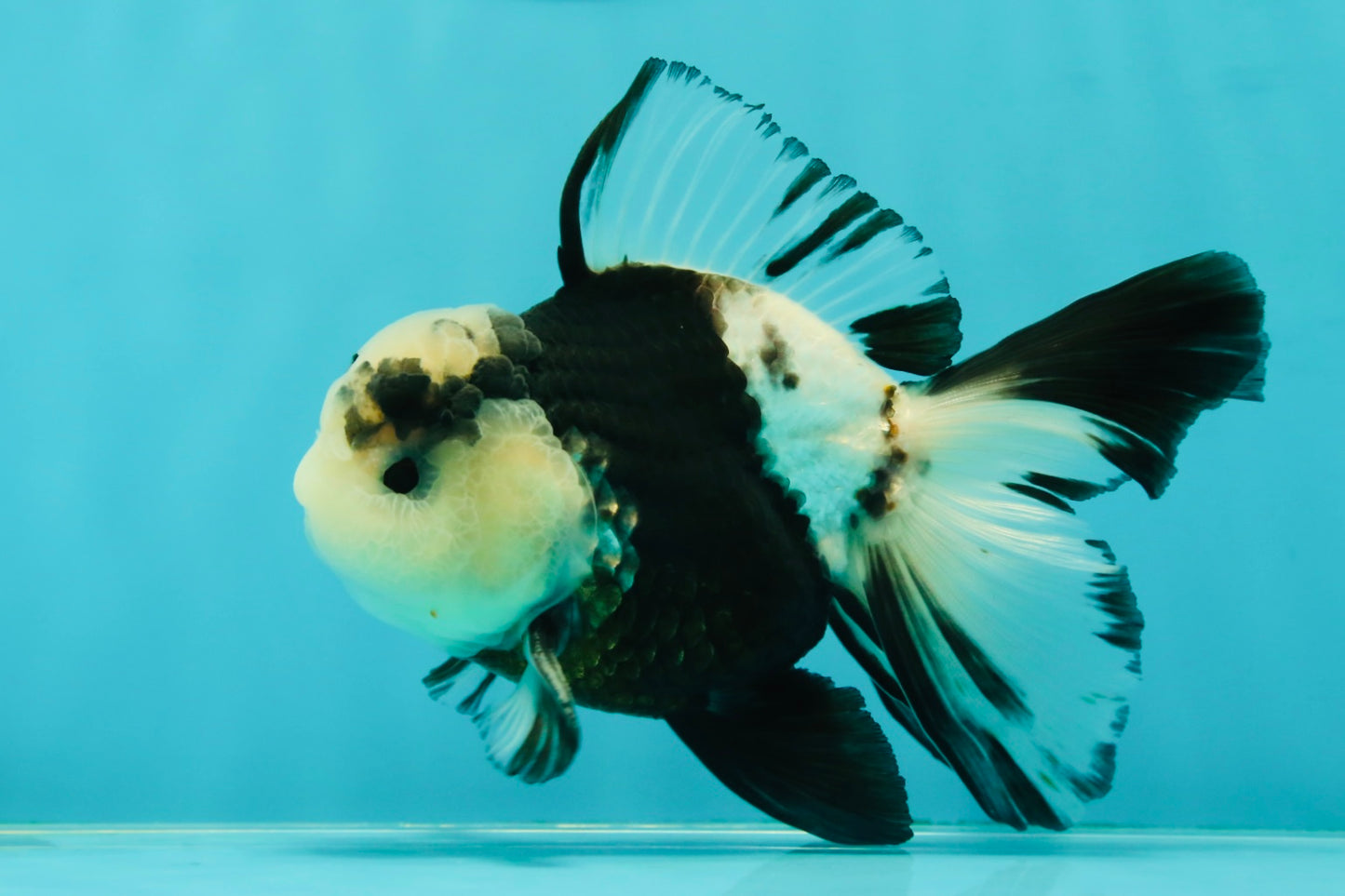 A Grade Fluffy Head Panda Oranda Male 5 inches #110824OR_13