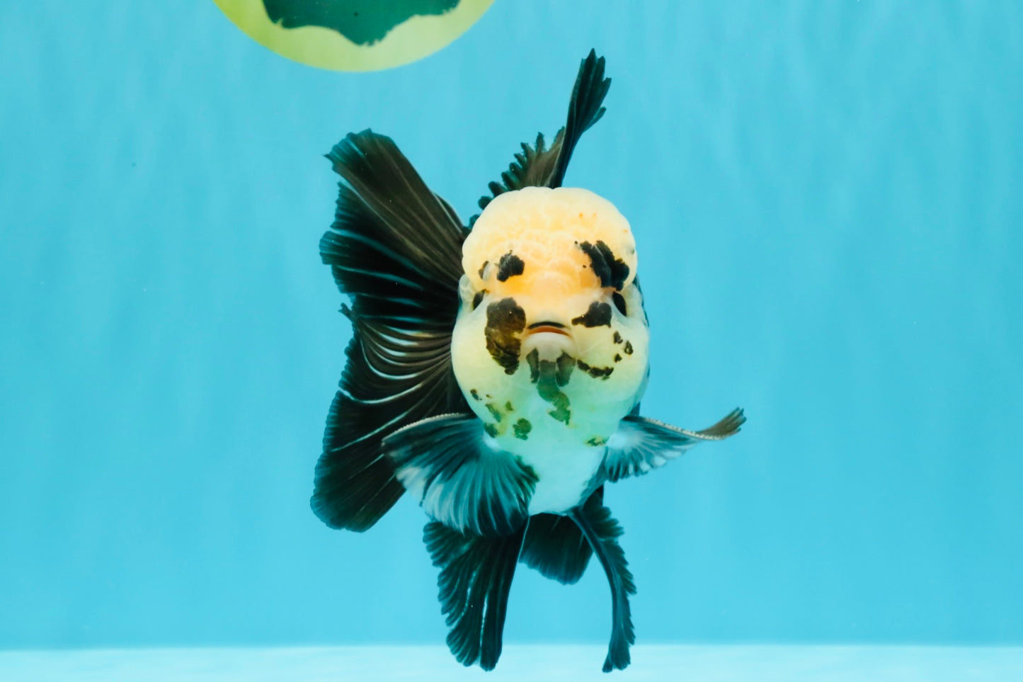 AAA Grade Panda Button Eyes Oranda Male 5.5 inches #031326OR_25