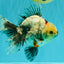 A Grade Marble Oranda Male 6.5-7 inches #072426OR_09