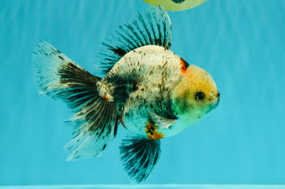 A Grade Marble Oranda Male 6.5-7 inches #072426OR_09