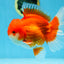 AAA Grade CHUNKY Godzilla Red White Oranda Male 6 inches #090525OR_10