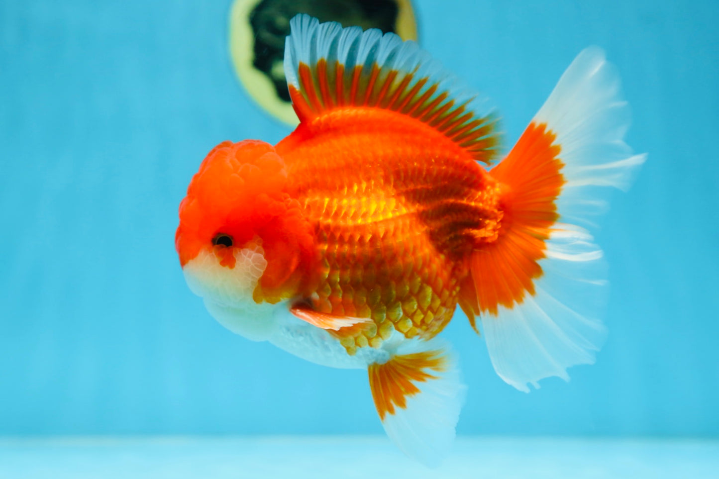 AAA Grade CHUNKY Godzilla Red White Oranda Male 6 inches #090525OR_10