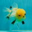 A Grade Grumpy Lemonhead Panda Oranda Female 5 inches #111524OR_13