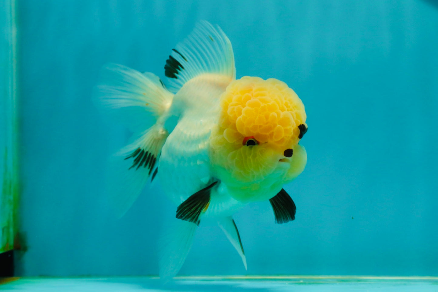 A Grade Grumpy Lemonhead Panda Oranda Female 5 inches #111524OR_13