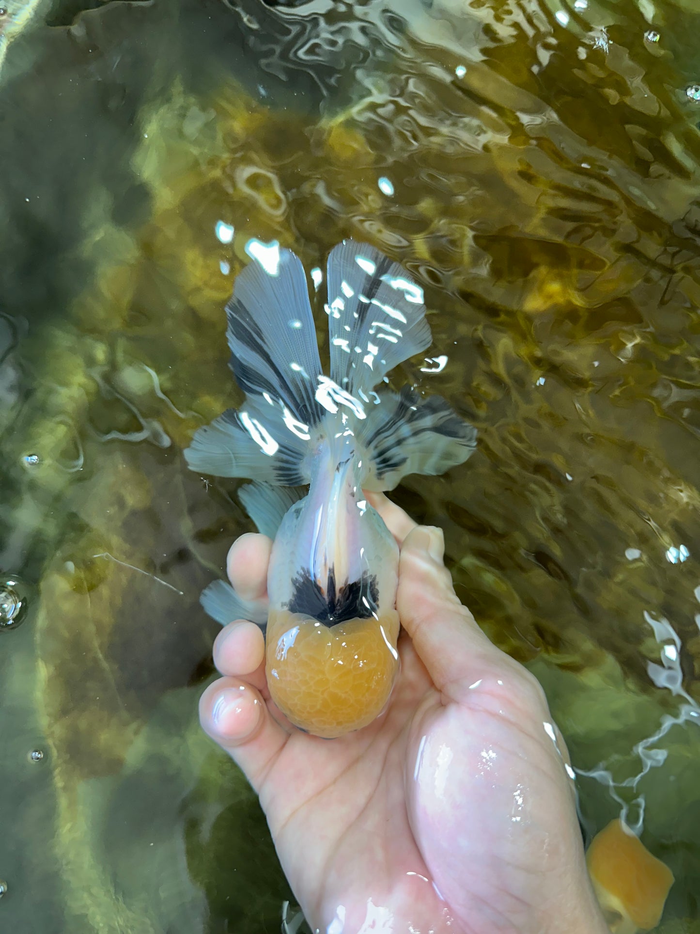 A Grade Panda Oranda Male 5 inches #052325OR_03