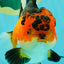 AAA Grade Apache Oranda Female 5.5-6 inches #071026OR_26