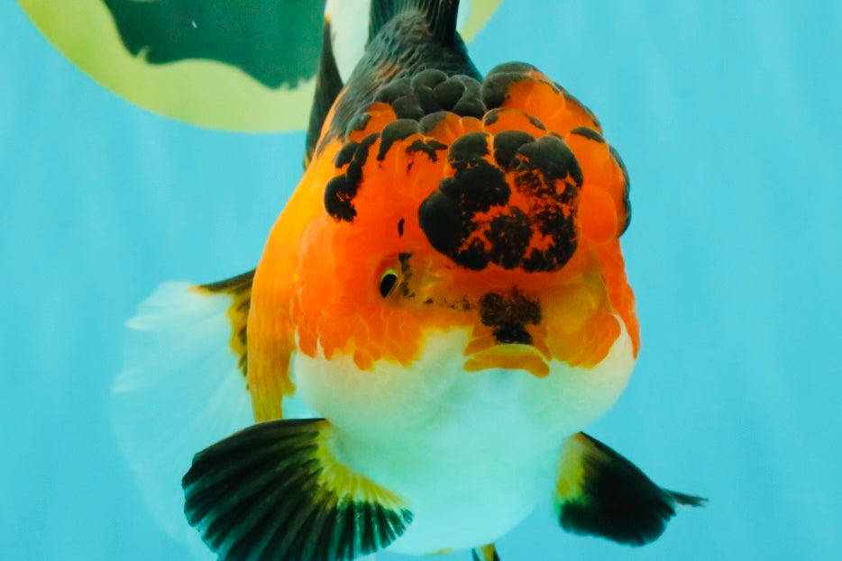 AAA Grade Apache Oranda Female 5.5-6 inches #071026OR_26