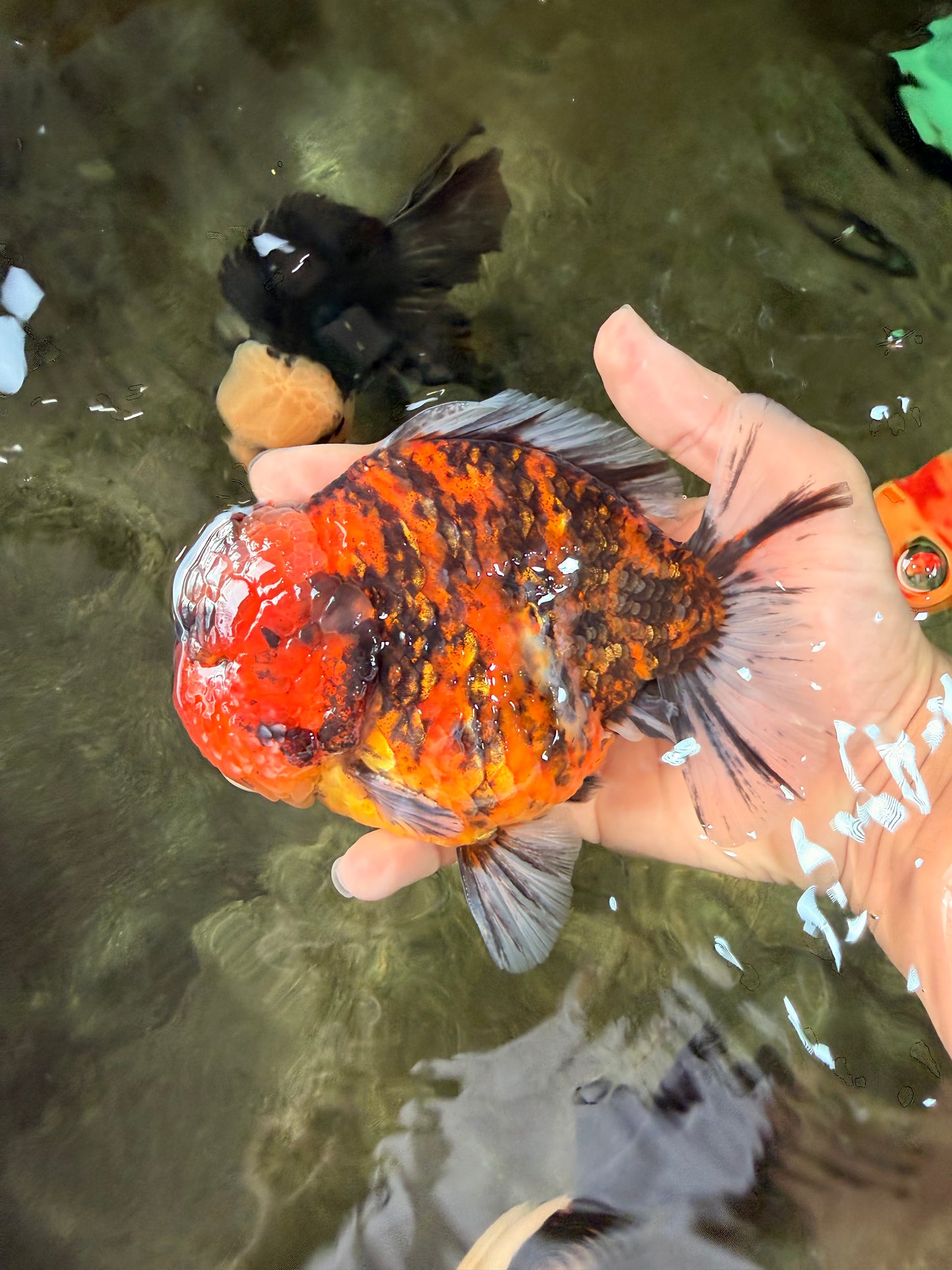 AAA Grade Godzilla Tiger Yuanbao Male 5.5-6 inches #031326YB_19