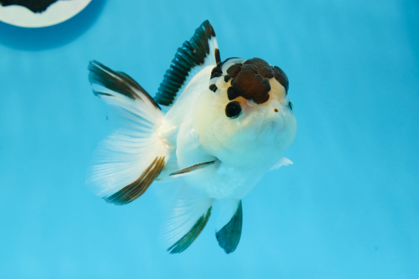 AAA Grade Panda Button Eyes Oranda Male 4.5 inches #0913OR_07