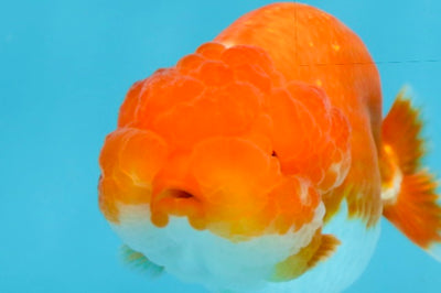 CHUBBY AAA Grade Red Head LionQueen 4-4.5 inches #102425LC_11