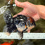 AAA Grade Red Head Kirin Oranda Male 6-6.5 inches #070326OR_27
