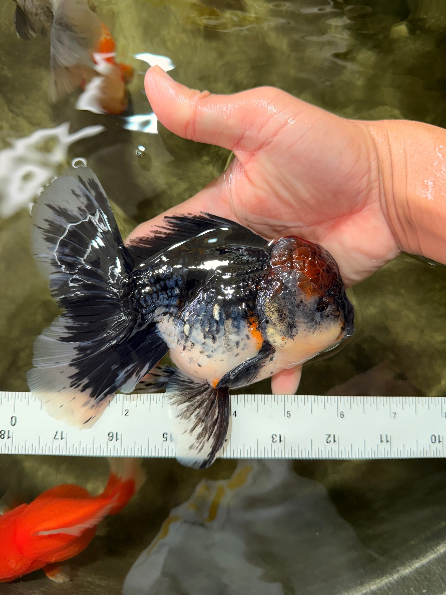 AAA Grade Red Head Kirin Oranda Male 6-6.5 inches #070326OR_27