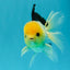 A Grade Panda Button Eyes Oranda Male 5-5.5 inches #031326OR_28