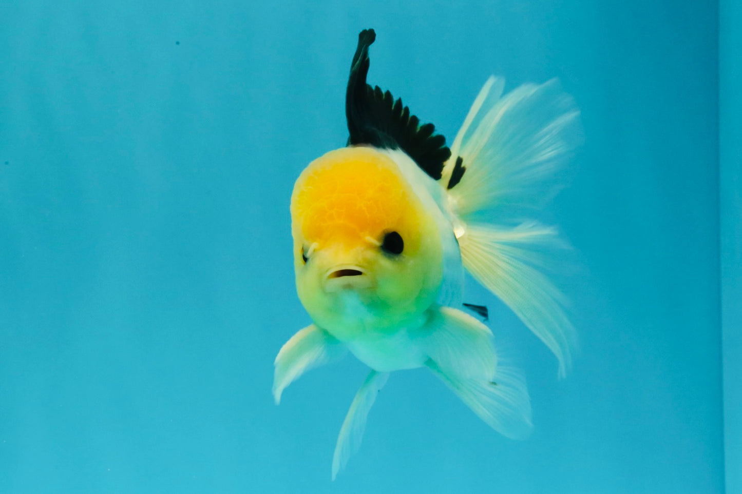 A Grade Panda Button Eyes Oranda Male 5-5.5 inches #031326OR_28