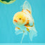 A Grade Lipstick Red White Oranda Male 5.5-6 inches #102326OR_14