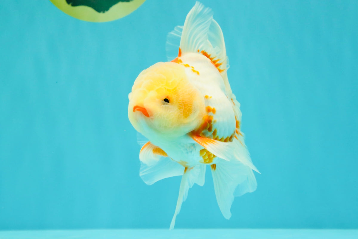 A Grade Lipstick Red White Oranda Male 5.5-6 inches #102326OR_14