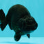 CHUBBY AAA Grade Black Ranchu Female 5-5.5 inches #062626RC_11