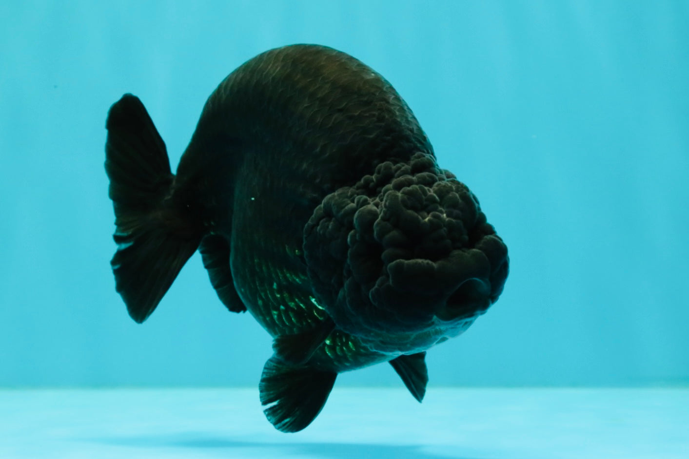 CHUBBY AAA Grade Black Ranchu Female 5-5.5 inches #062626RC_11