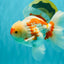 AAA Grade Red White Oranda Male 5.5-6 inches #072426OR_10