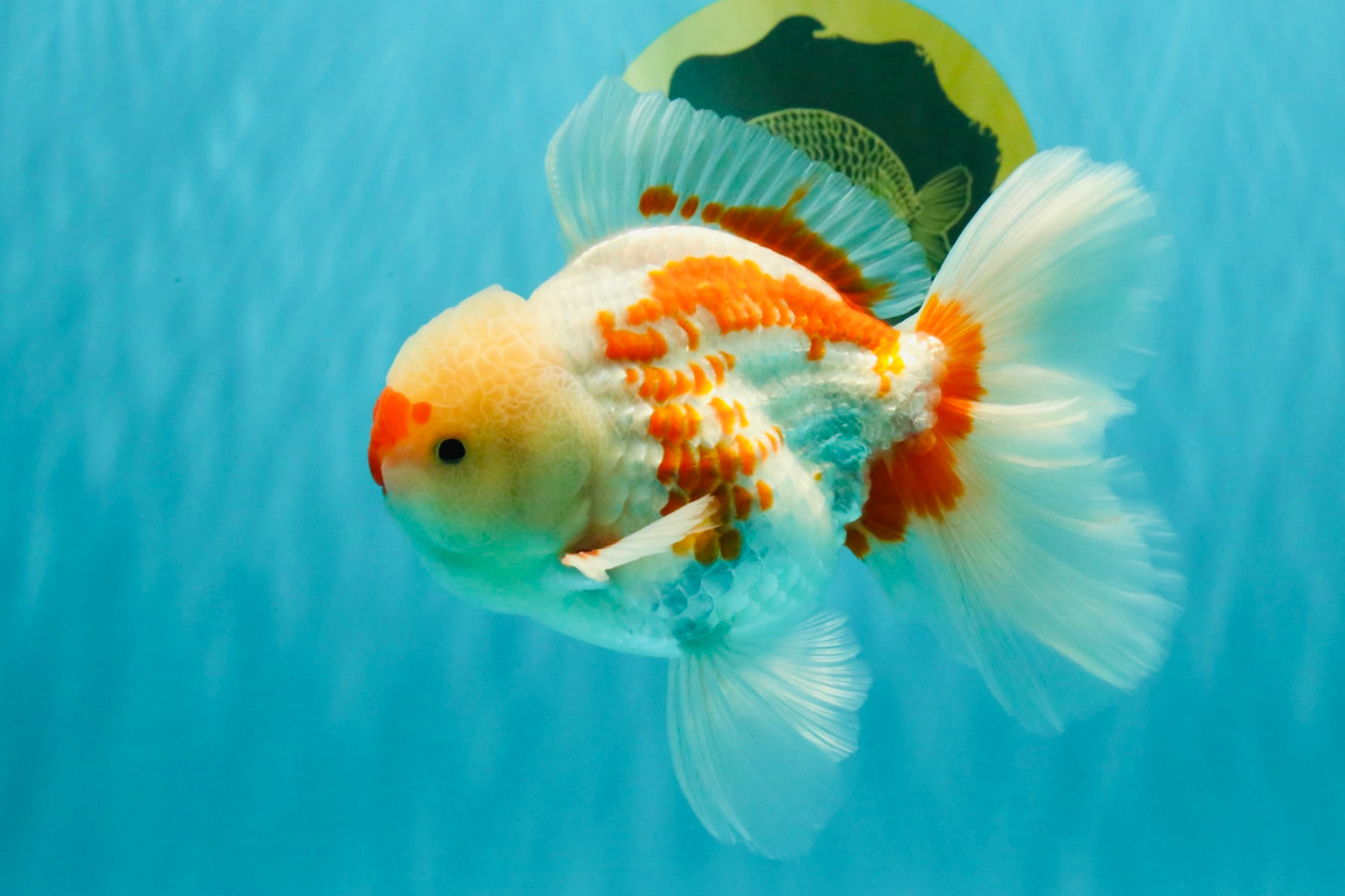 AAA Grade Red White Oranda Male 5.5-6 inches #072426OR_10