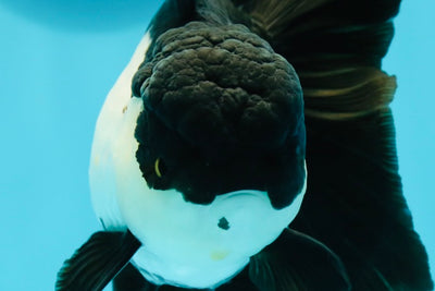 🐼 A Grade Killer Whale Panda Oranda Female 5.5 inches #0607OR_04
