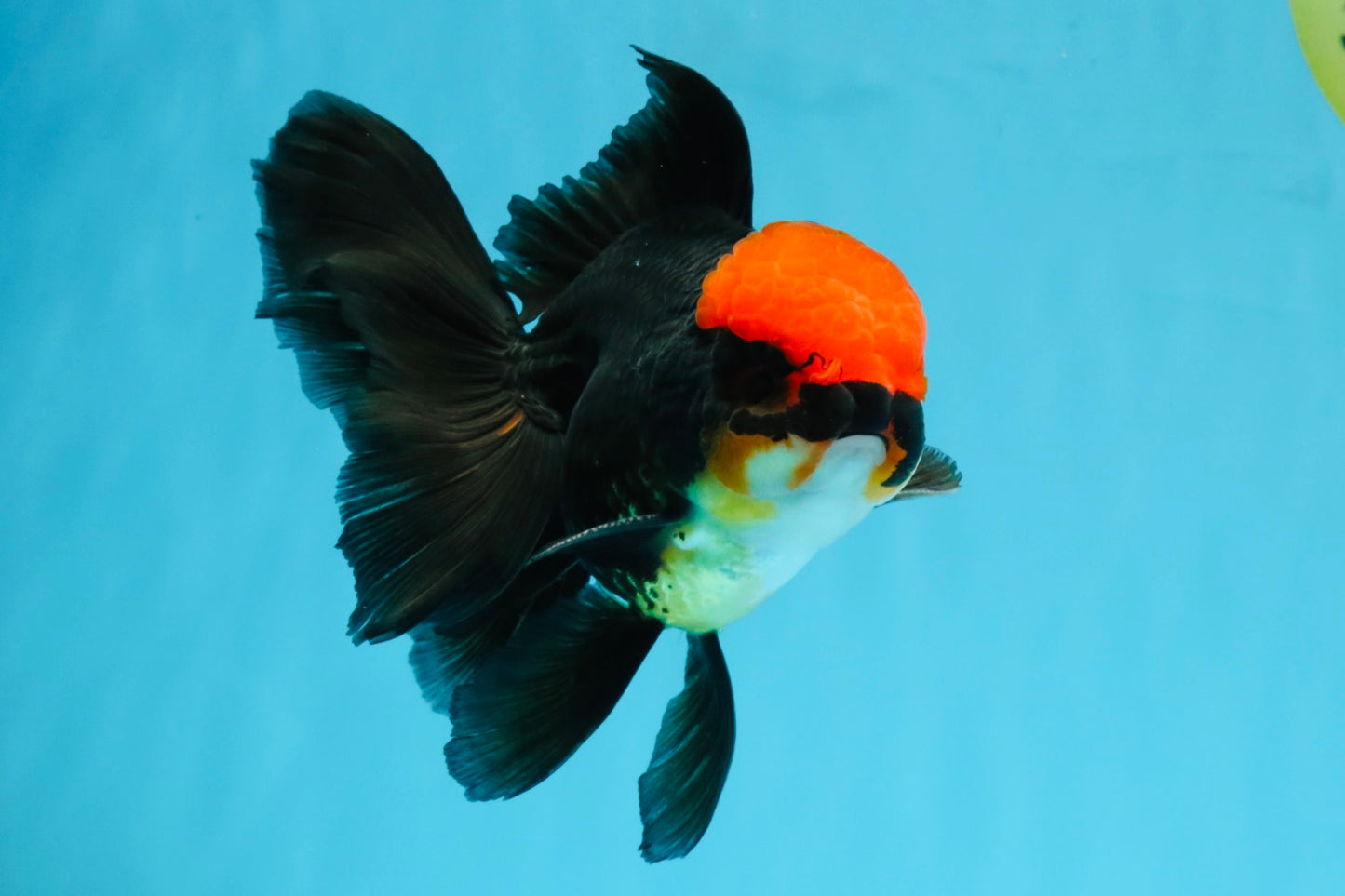 MUSTACHE A Grade Tricolor Oranda Male 5-5.5 inches #032726OR_11