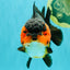 SUPER CUTE AAA Grade Tricolor Yuanbao Female 5 inches #062626YB_16
