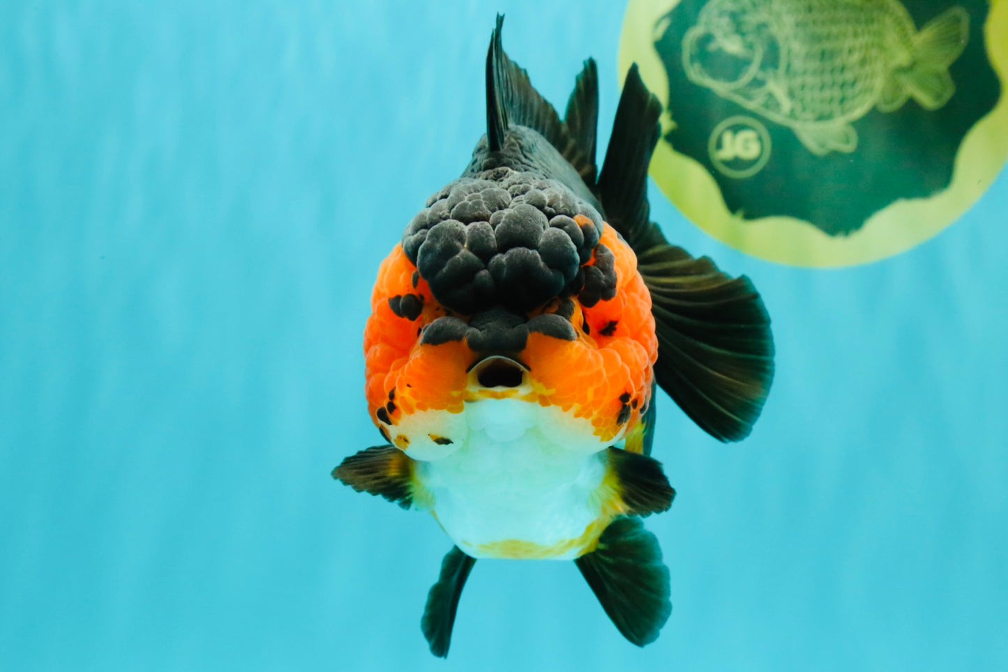SUPER CUTE AAA Grade Tricolor Yuanbao Female 5 inches #062626YB_16