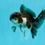 Panda Oranda Male 3-3.5 inches #1004OR_30