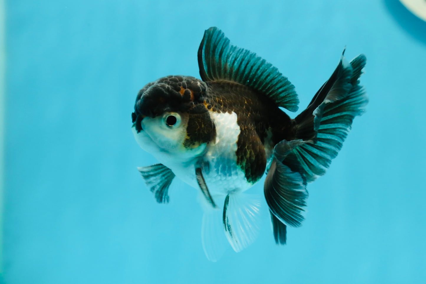 Panda Oranda Male 3-3.5 inches #1004OR_30