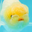 Lemonhead Lipstick Snow White Lionchu Male 4 inches #1011LC_15